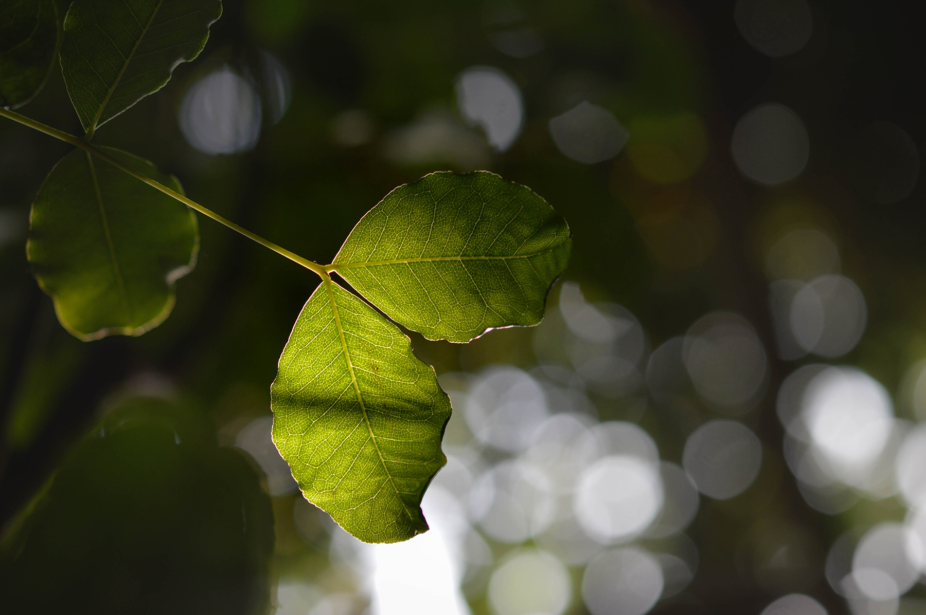 green leaf