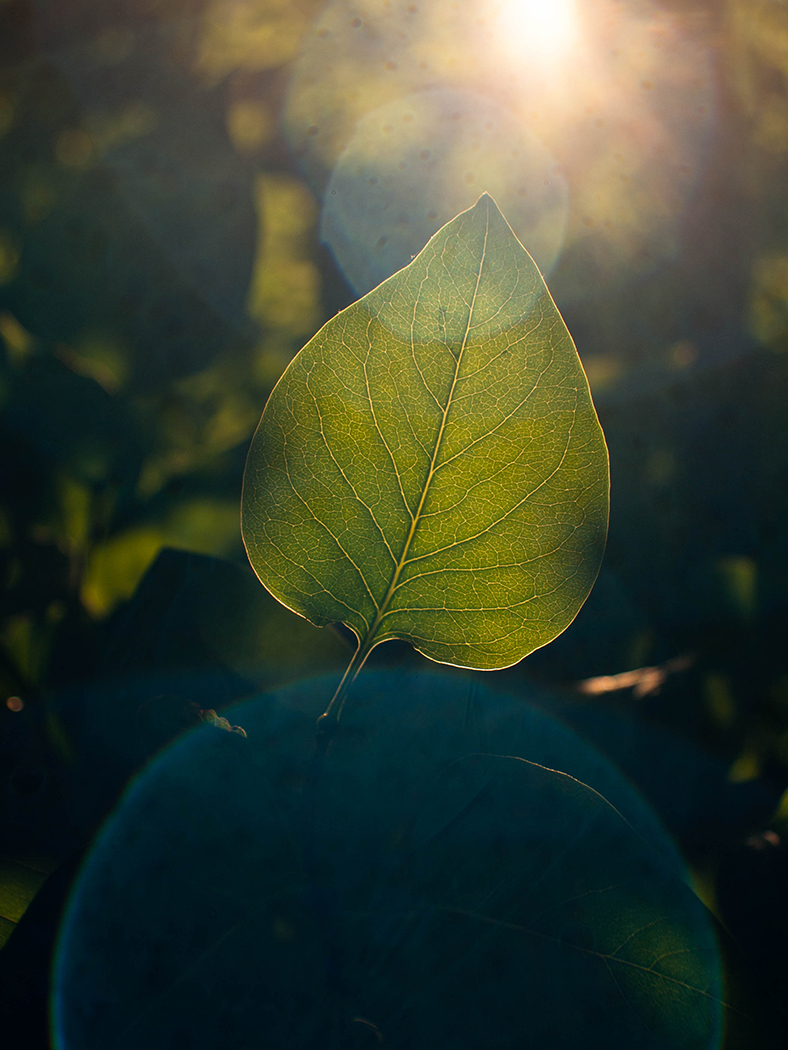 lilac leaf